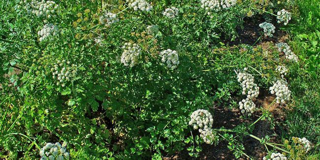 À la découverte de l'œnanthe : une plante aux dangers insoupçonnés