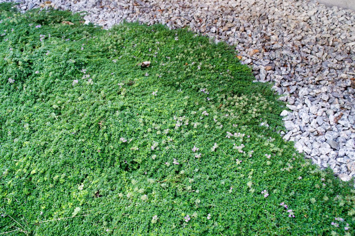 Découvrez une plante qui embellit et parfume votre jardin sans entretien