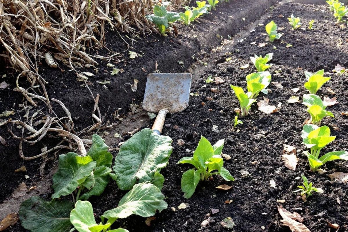 Rajeunir votre jardin après les récoltes d’août : astuces pour un sol fertile cet automne