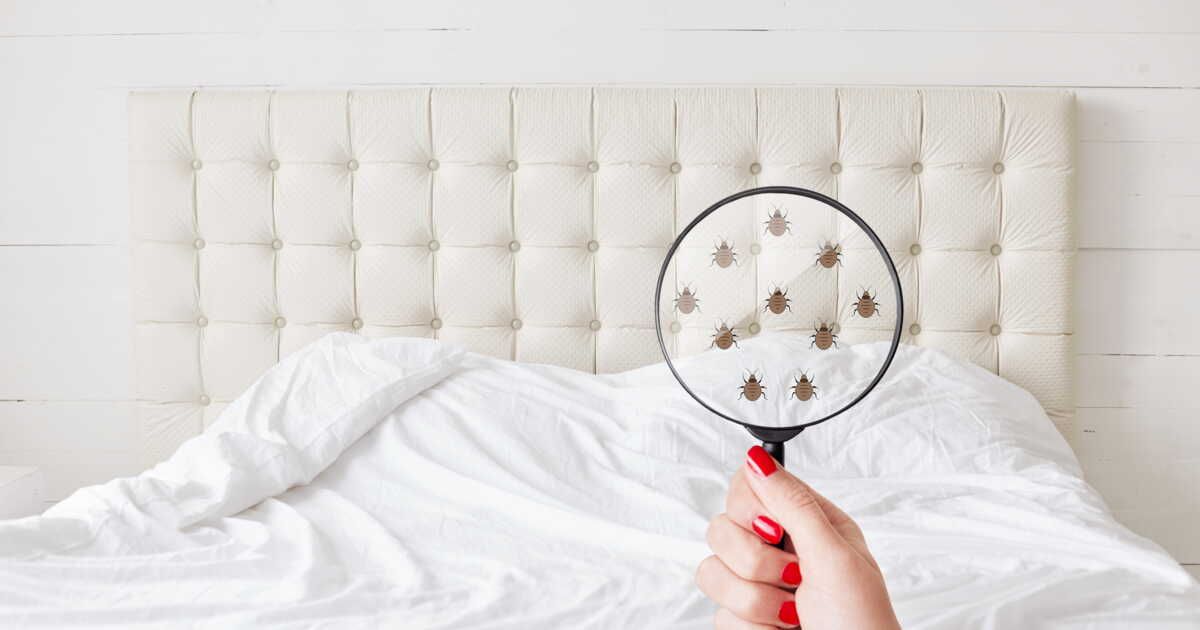Punaises de lit : les pièges à éviter pour un combat gagnant