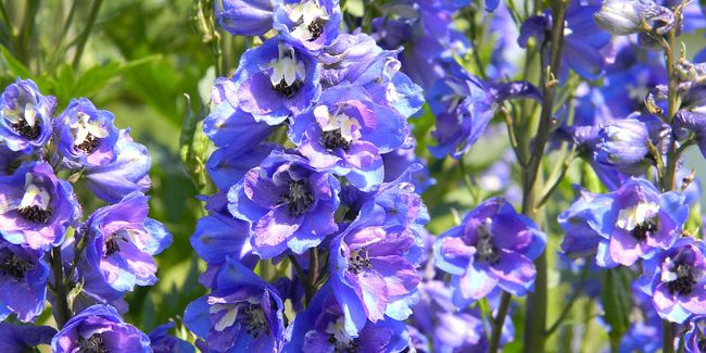 Beauté du pied d'alouette : un festival de fleurs bleues dans votre jardin
