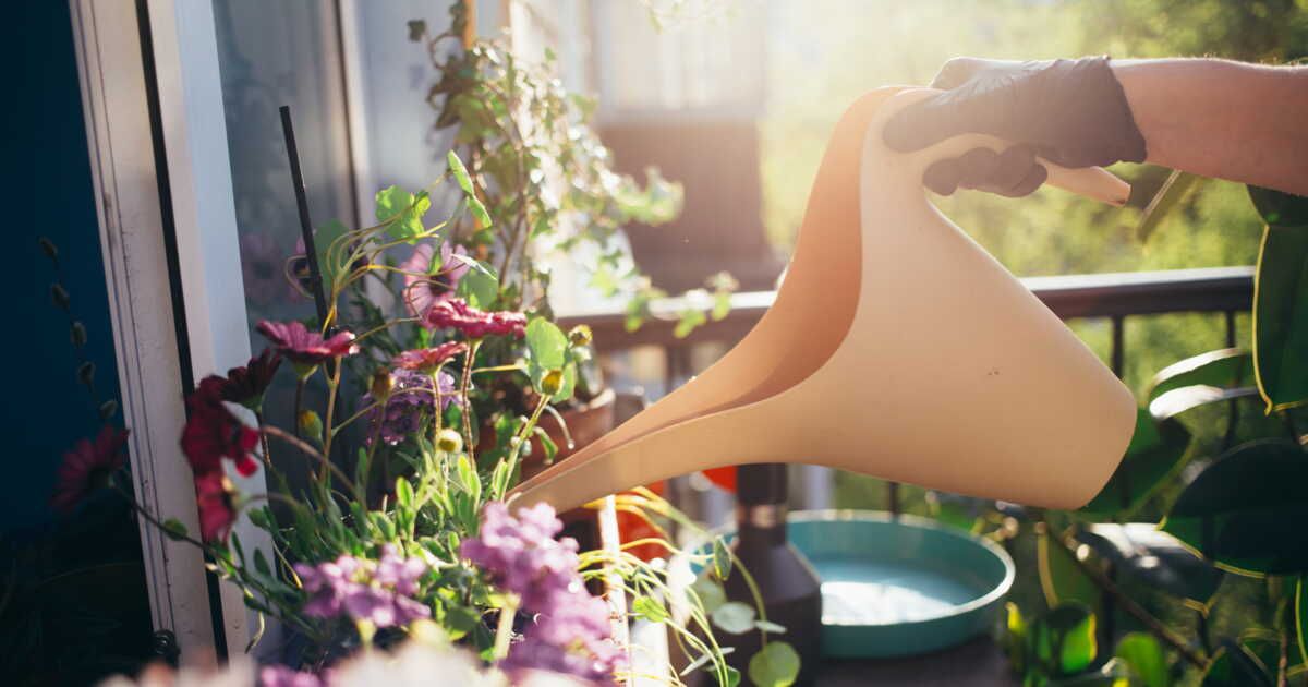 L'alcool, solution insolite pour sauver vos plantes de la sécheresse