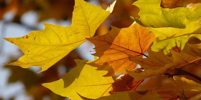 L’érable : un trésor coloré au cœur de nos jardins