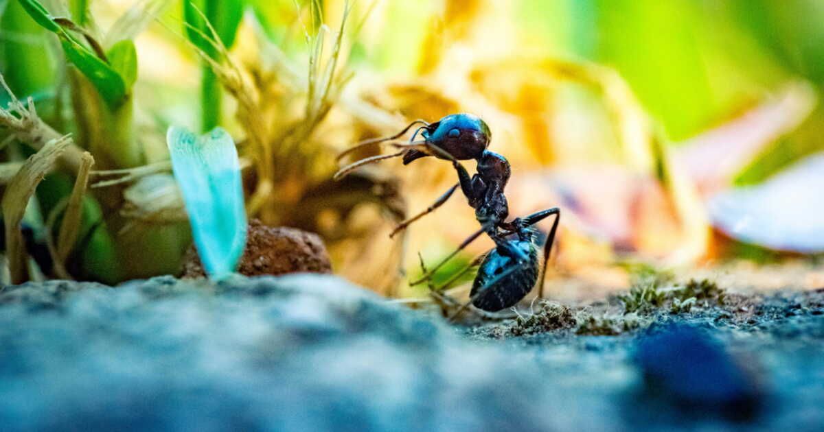 une méthode simple et efficace pour dire adieu aux fourmis chez vous