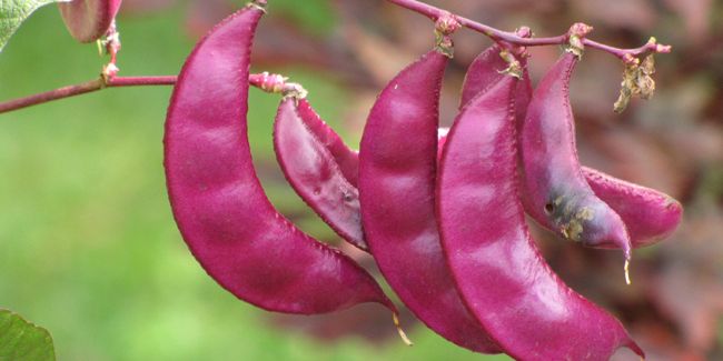 Dolique mongette (Dolichos lablab), haricot à œil noir