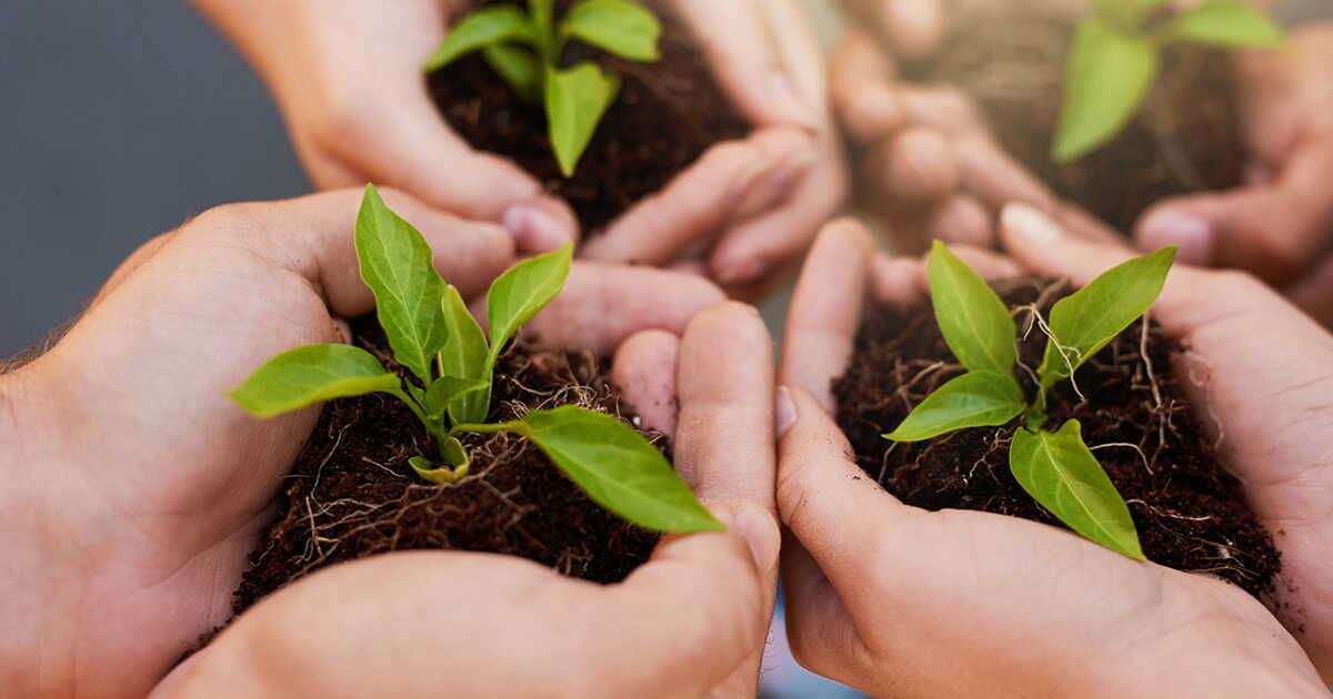 5 conseils essentiels pour réussir vos boutures de plantes