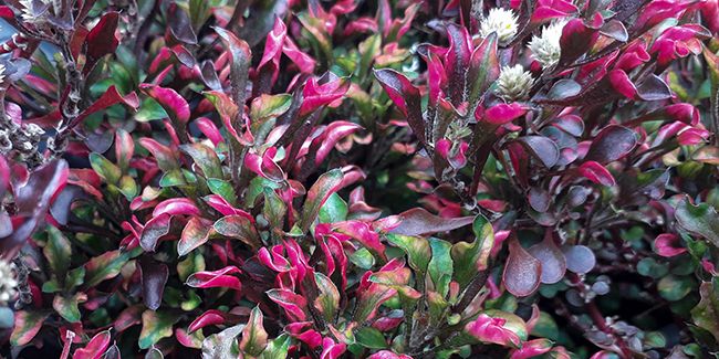 Découverte de l'alternanthère ficoïde (Alternanthera ficoidea)