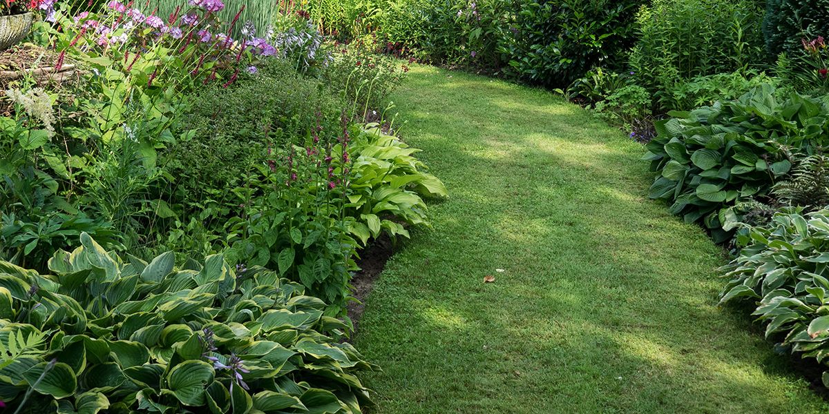 Jardin aquatique : quelle végétation pour un sol humide ?