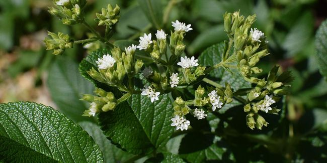Le stevia, un allié pour réduire le sucre dans nos assiettes