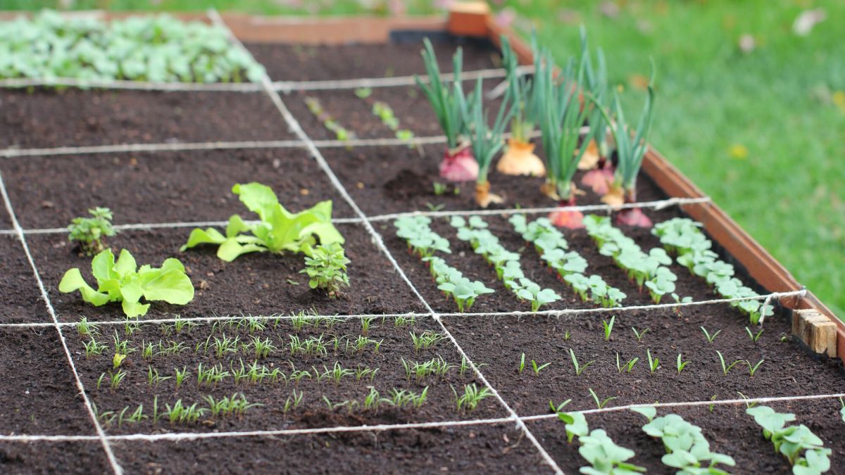 Vendre ses récoltes de potager : ce que dit la loi