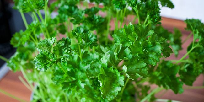 Quand récolter le persil et comment le conserver ?