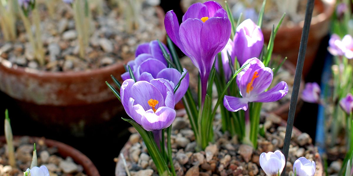 révélez la beauté des crocus en pot : 7 astuces incontournables