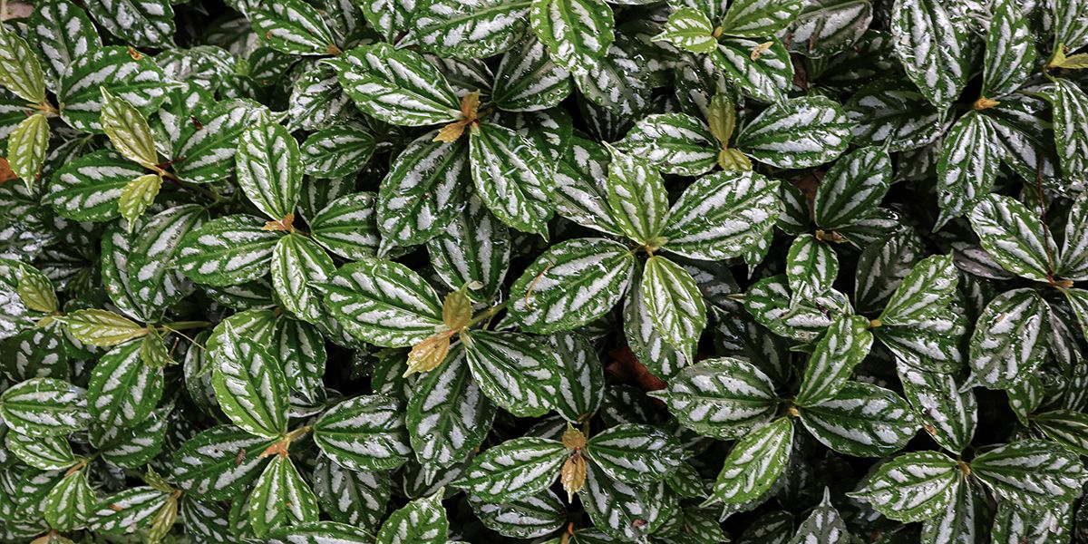 À la découverte de la plante aluminium : un trésor vert au feuillage argenté