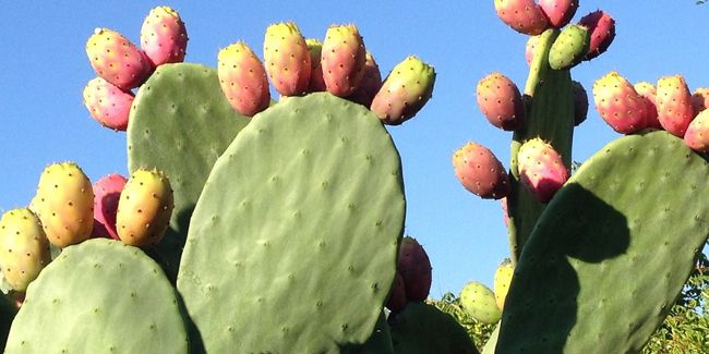 Figuier de Barbarie (Opuntia ficus-indica), un cactus fascinant