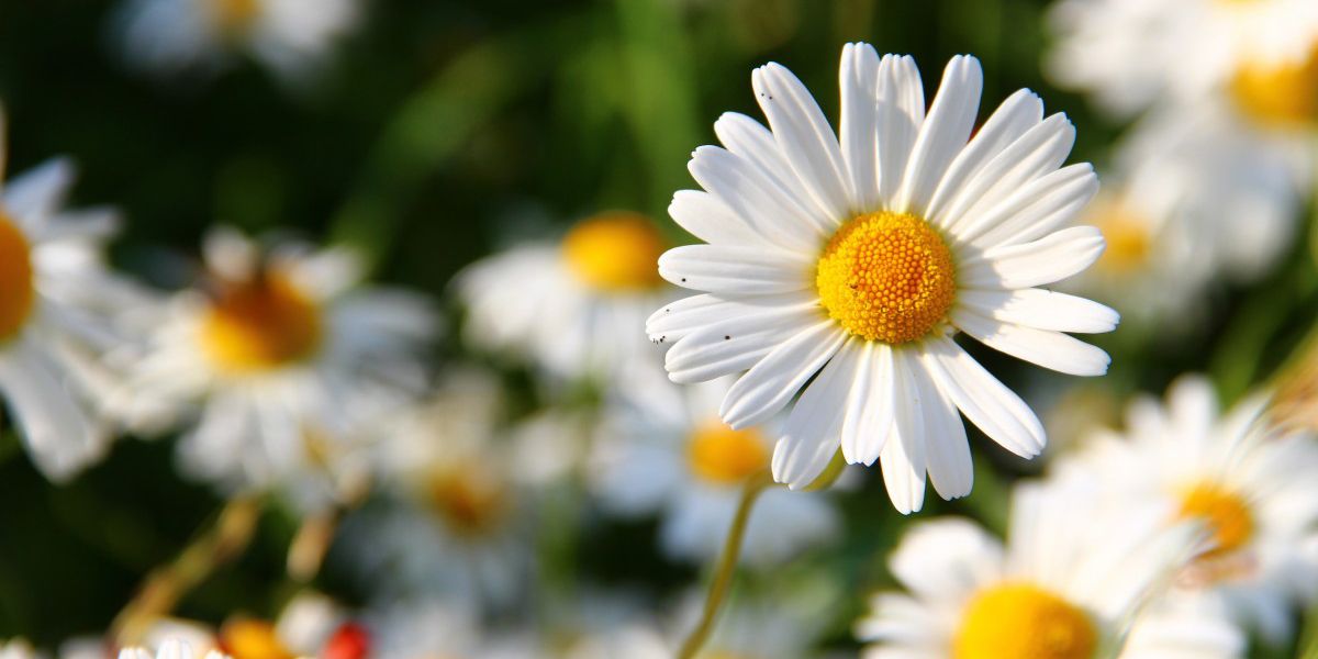 La marguerite commune ou marguerite des prés (Leucanthemum vulgare)