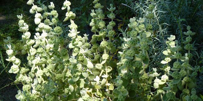 Ballote pseudodictame (Ballota pseudodictamnus), faux dictamne