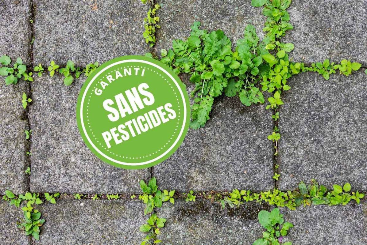 Le vinaigre blanc, l'alternative naturelle aux désherbants chimiques