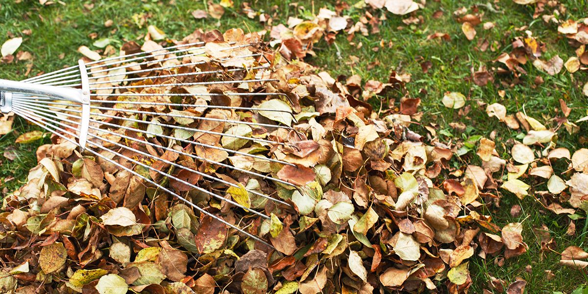 simplifiez le ramassage des feuilles mortes avec ces astuces pratiques