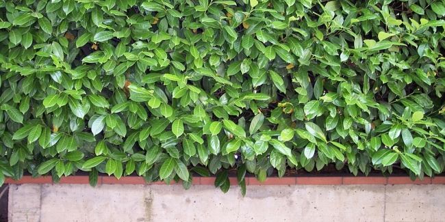 Les meilleurs arbustes persistants pour une haie toujours luxuriante