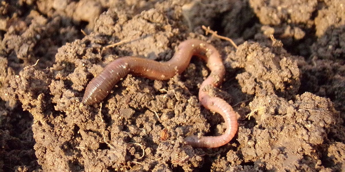 les vers de terre : ces héros invisibles de nos sols