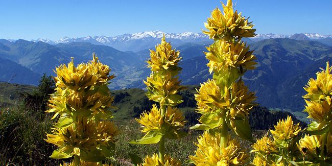 La gentiane : un allié pour votre digestion