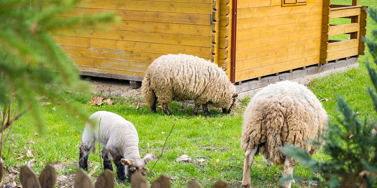 Découvrir l'éco-pâturage : un choix qui change tout