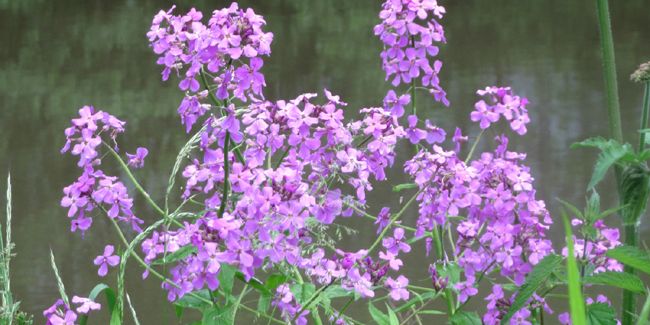 La julienne des dames (Hesperis matronalis) : une touche sauvage dans votre jardin
