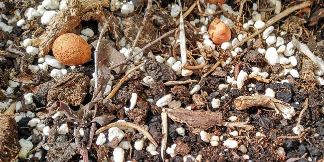 Perlite et vermiculite : des alliés surprenants pour votre jardin