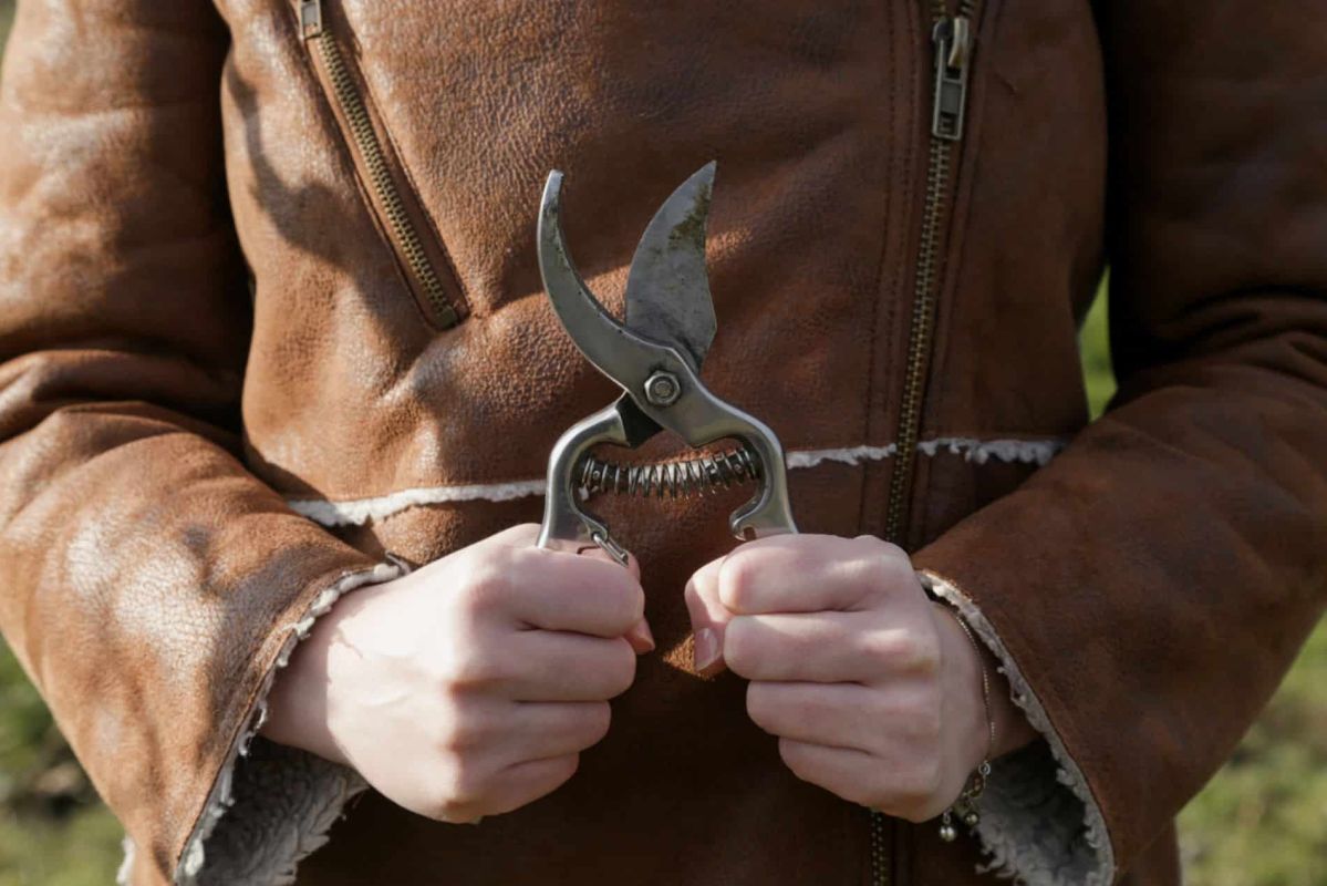 Optimisez la taille de vos arbres fruitiers : le guide indispensable