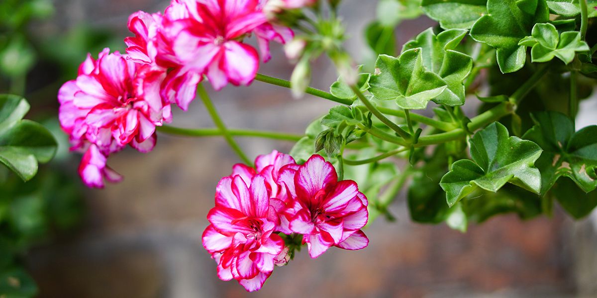 Le pélargonium : un incontournable des balcons et terrasses estivales