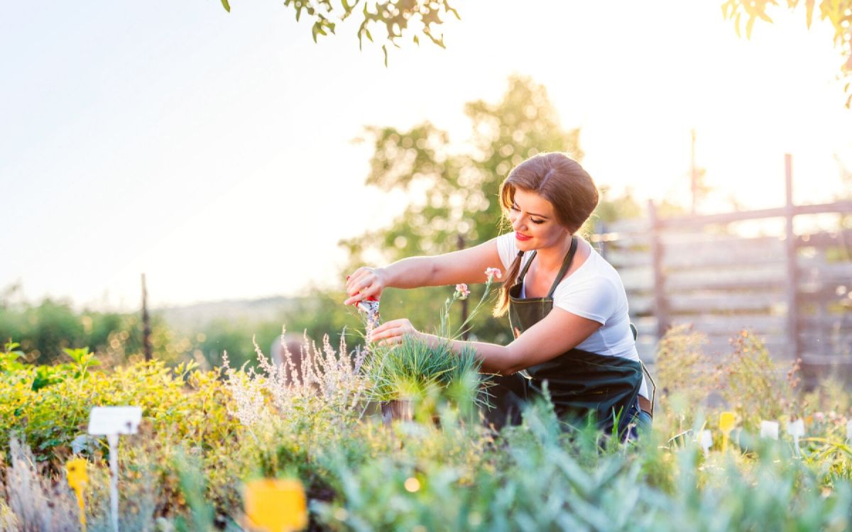 l'art de cultiver des fleurs à l'ombre