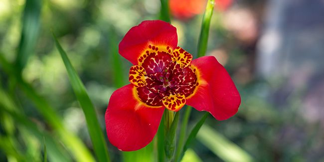 l'œil de paon (tigridia pavonia), une beauté éphémère à explorer
