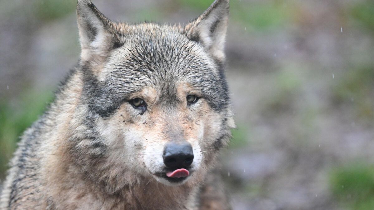 Un enfant blessé après avoir pénétré l'enclos des loups dans un zoo américain