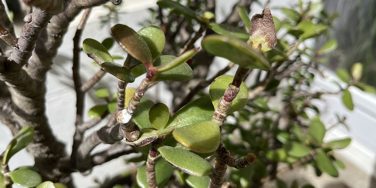 découvrez les maladies cachées de votre arbre de jade
