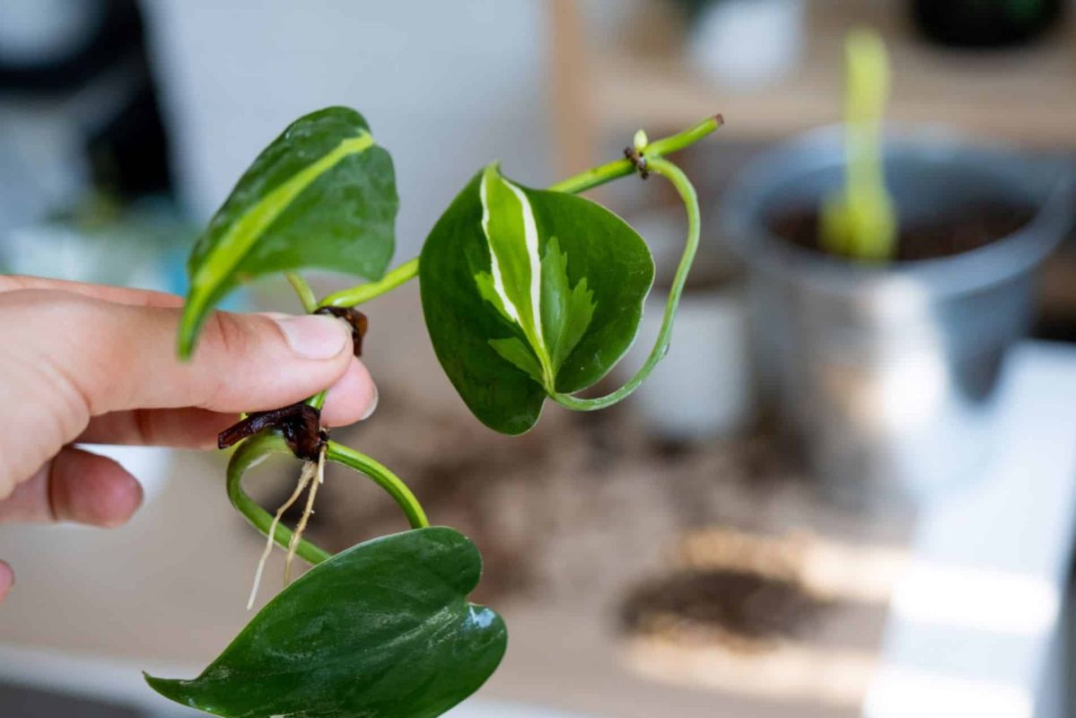 L'astuce incroyable pour réussir vos boutures : cet ingrédient caché dans votre cuisine