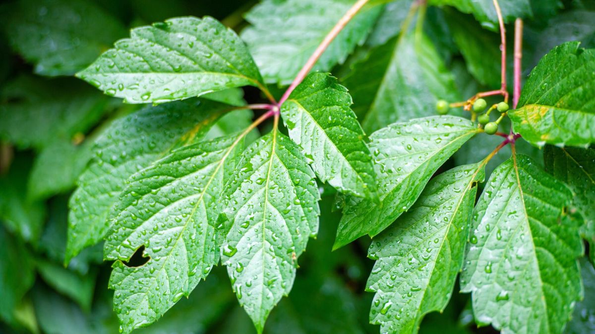 Quand tailler la vigne ?