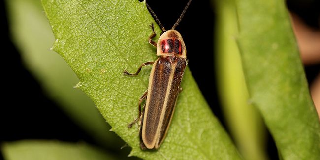 À la découverte du lampyre à corselet marqué (Photinus signaticollis)