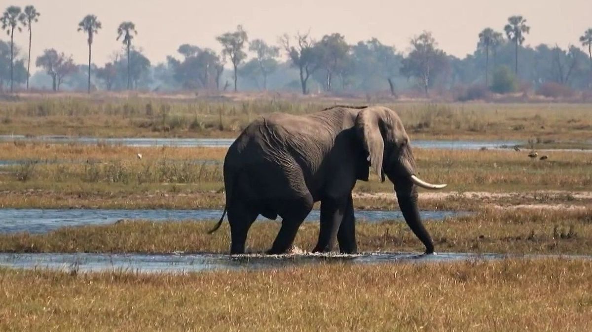 Découverte des merveilles du delta de l'Okavango au Botswana