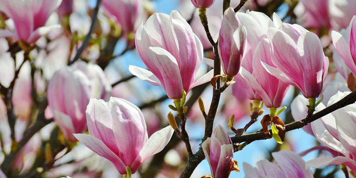 Le magnolia à feuilles caduques : un spectacle floral printanier envoûtant