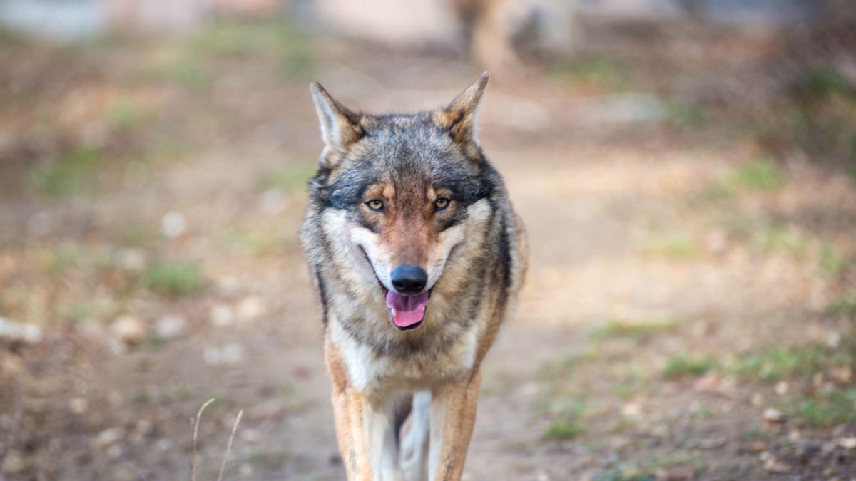 Un loup échappé d'un zoo en Corée du Sud suscite l'angoisse et la fermeture d'écoles