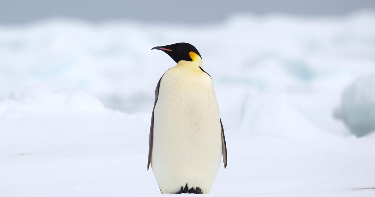 Le manchot empereur, symbole fragile de l'Antarctique, déclaré en danger
