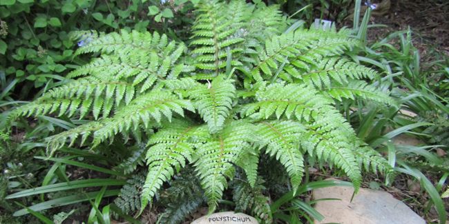 L'aspidie : la fougère étoilée des sous-bois