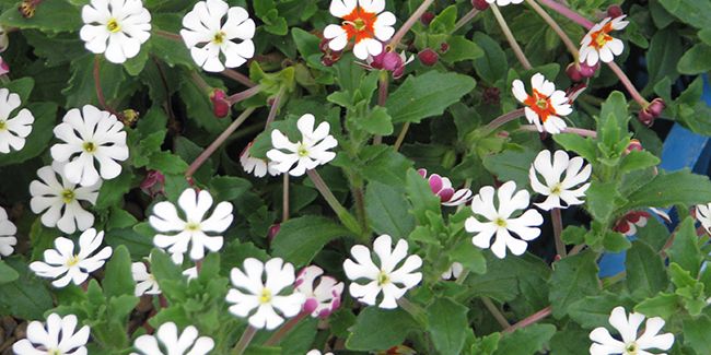 Phlox de nuit (Zaluzianskya ovata) : le trésor nocturne des jardins