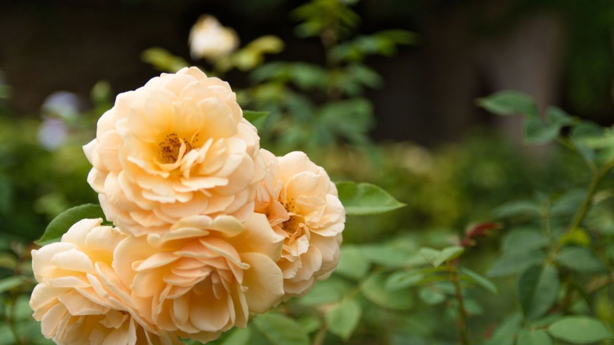 À la recherche du rosier orange parfait pour votre jardin