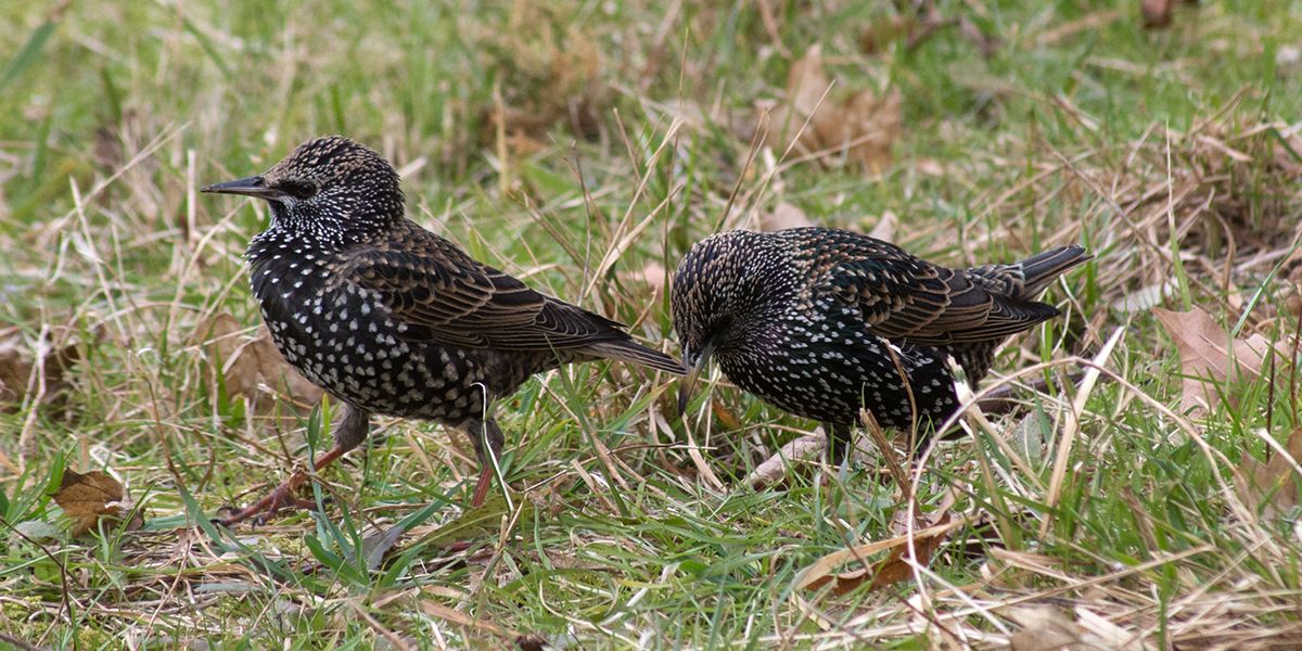 Des astuces innovantes pour éloigner les étourneaux de votre jardin