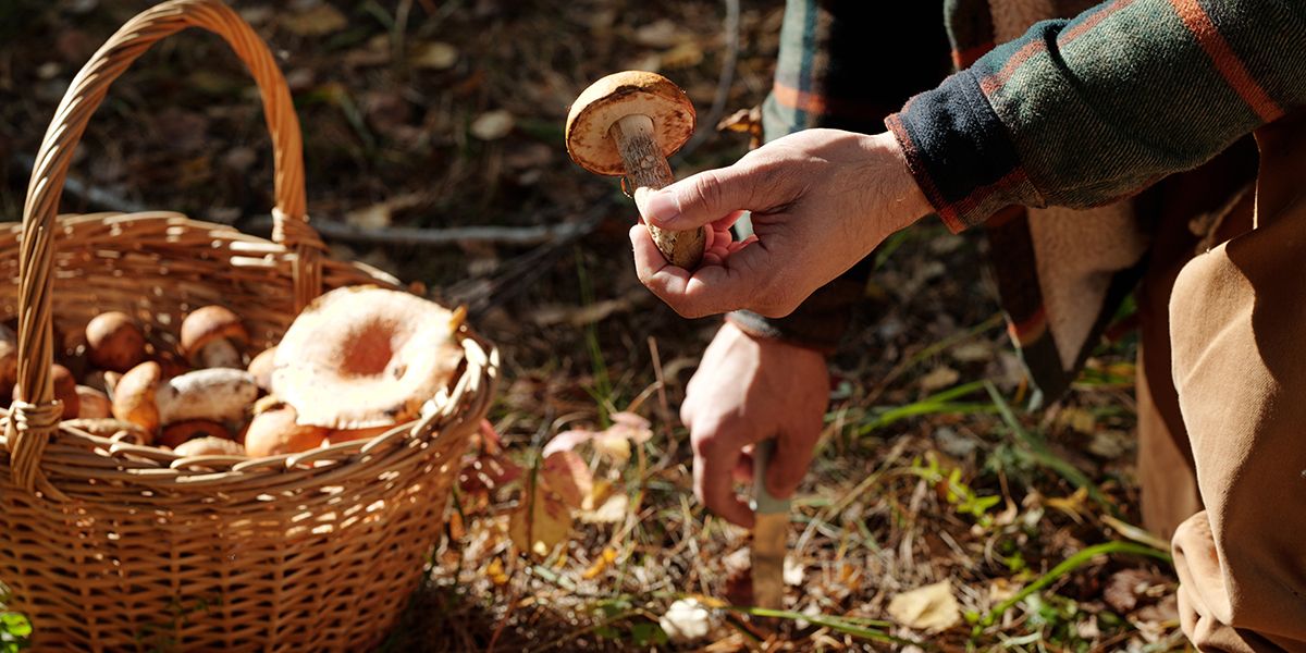 Cueillette des champignons : règles et quantités à respecter