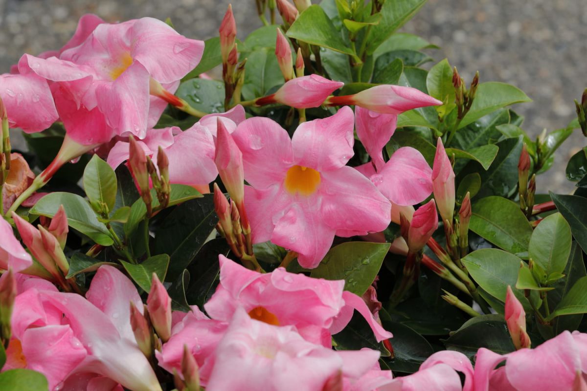 Dipladenia : entretien, taille, grimpant, en hiver, en intérieur