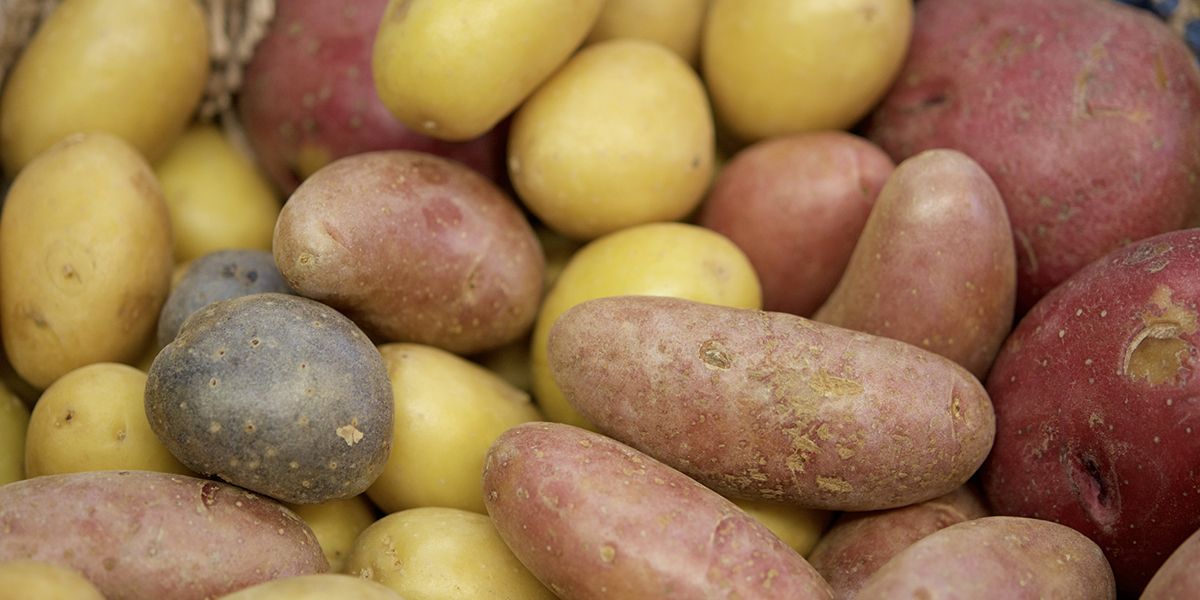 Les pommes de terre : une variété adaptée à chaque recette