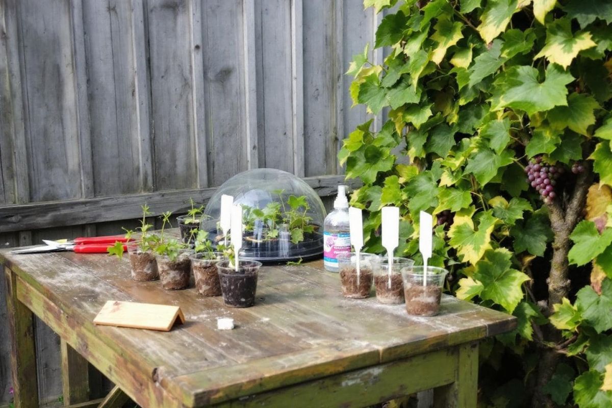 Découvrez l'art du bouturage de vigne pour des plants gratuits et robustes