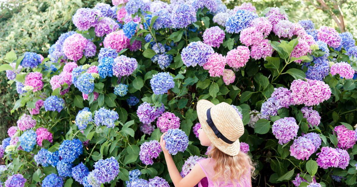Comment bien s'occuper de ses hortensias ?